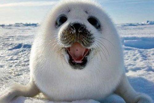 海豹突然爆料的视频下载,揭秘背后惊人真相