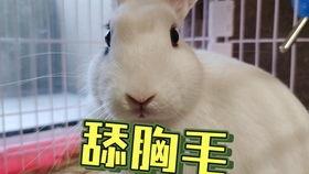 网红小龙鼠吃瓜事件,揭秘网红圈内的“瓜田”风云