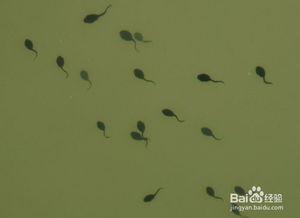 蝌蚪网在线观看,畅游知识海洋，在线观看新体验