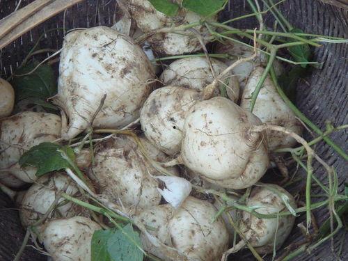 吃瓜达人免费,吃瓜达人带你畅游明星八卦世界