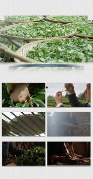 茶叶爆料视频大全下载安装,一网打尽茶叶界的秘密与传奇